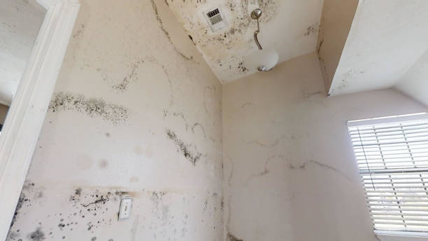 Best Mold Remediation for Healthcare Facilities  in Kirtland Af, NM