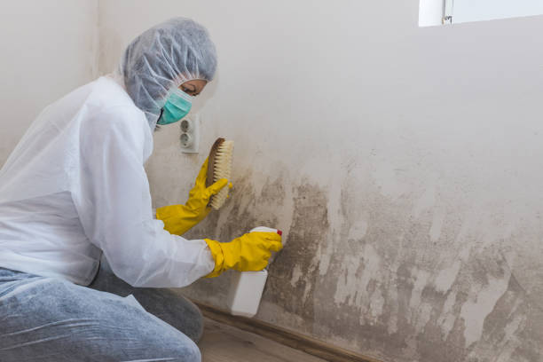 Best Mold Prevention Services  in Kirtland Af, NM