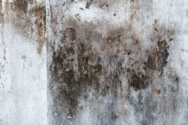 Best Environmental Consulting for Mold Prevention  in Kirtland Af, NM