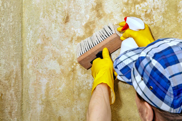 Best Mold Documentation for Insurance Claims  in Kirtland Af, NM