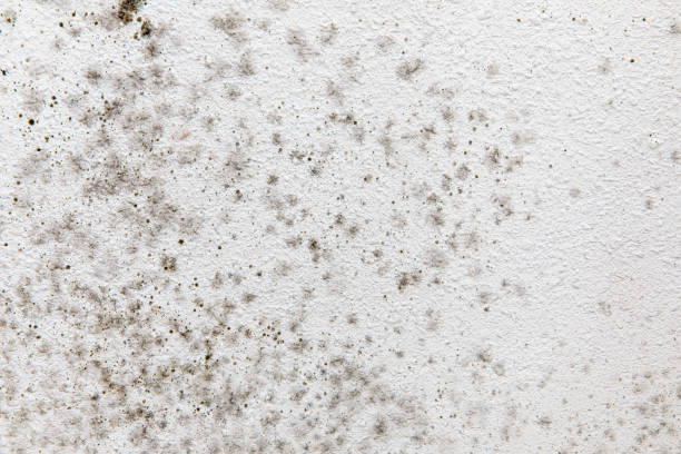 Best HVAC Mold Inspection and Cleaning  in Kirtland Af, NM