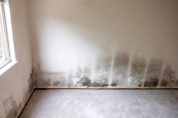 Best Water Damage & Mold Remediation  in Kirtland Af, NM
