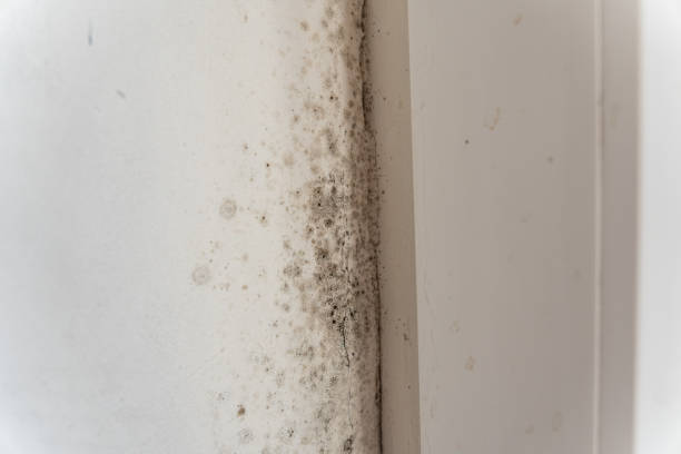  Kirtland Af, NM Mold Removal Pros