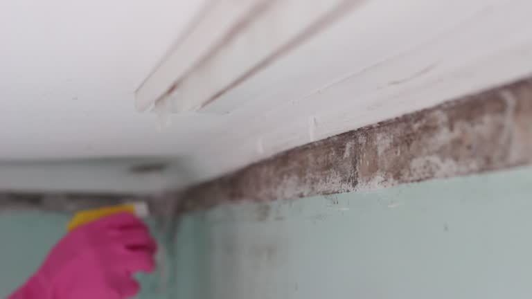 Reliable Kirtland Af, NM Mold Removal Solutions